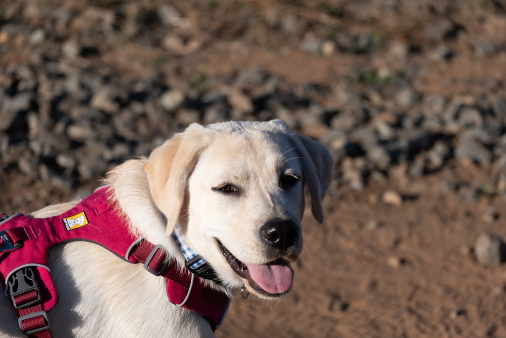 a white dog with a red harness on