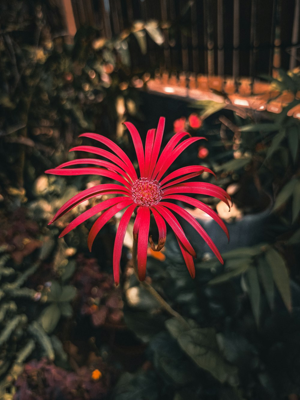 a red flower in the middle of a garden