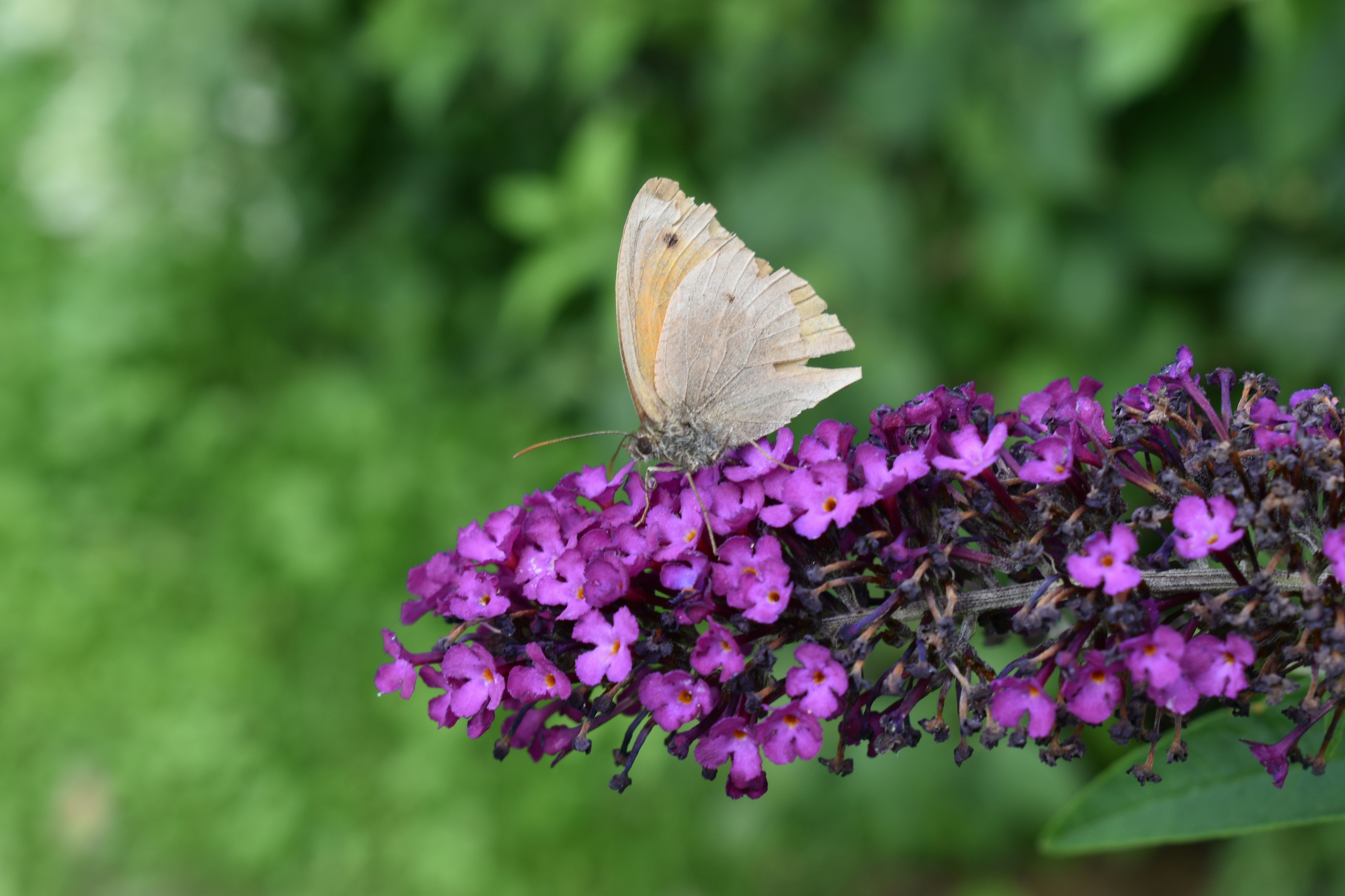 Photo by ninaelisereiter