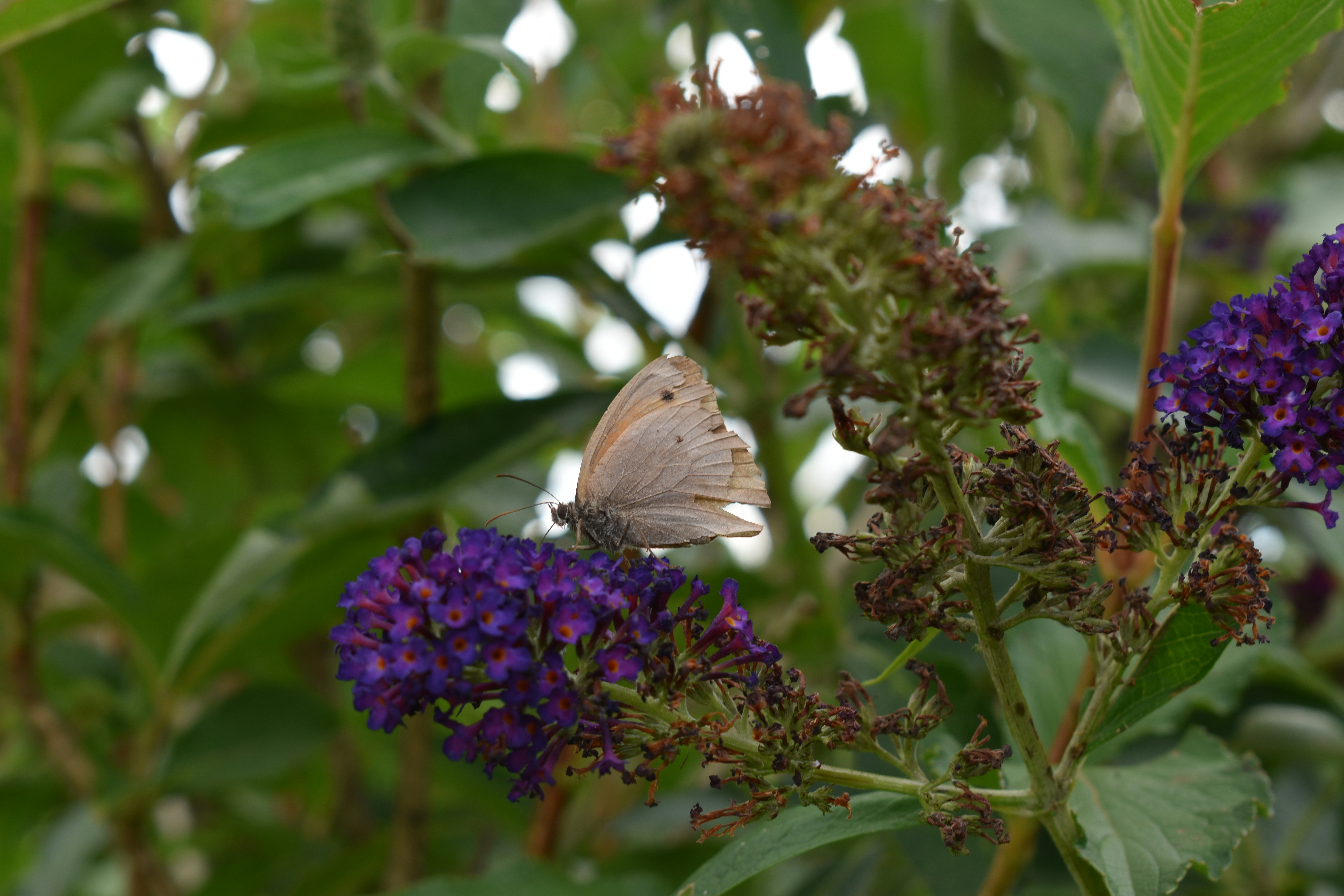 Photo by ninaelisereiter