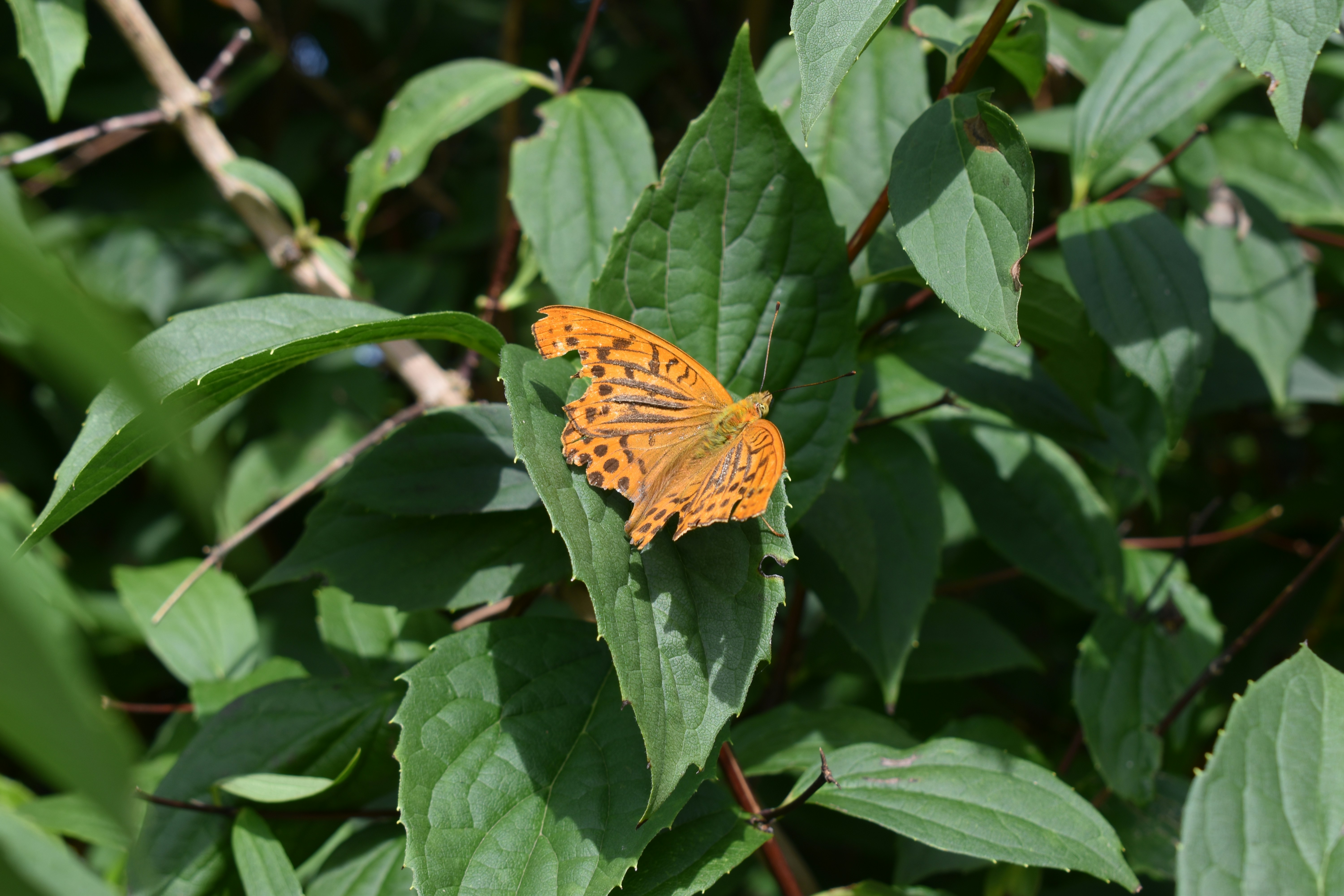 Photo by ninaelisereiter