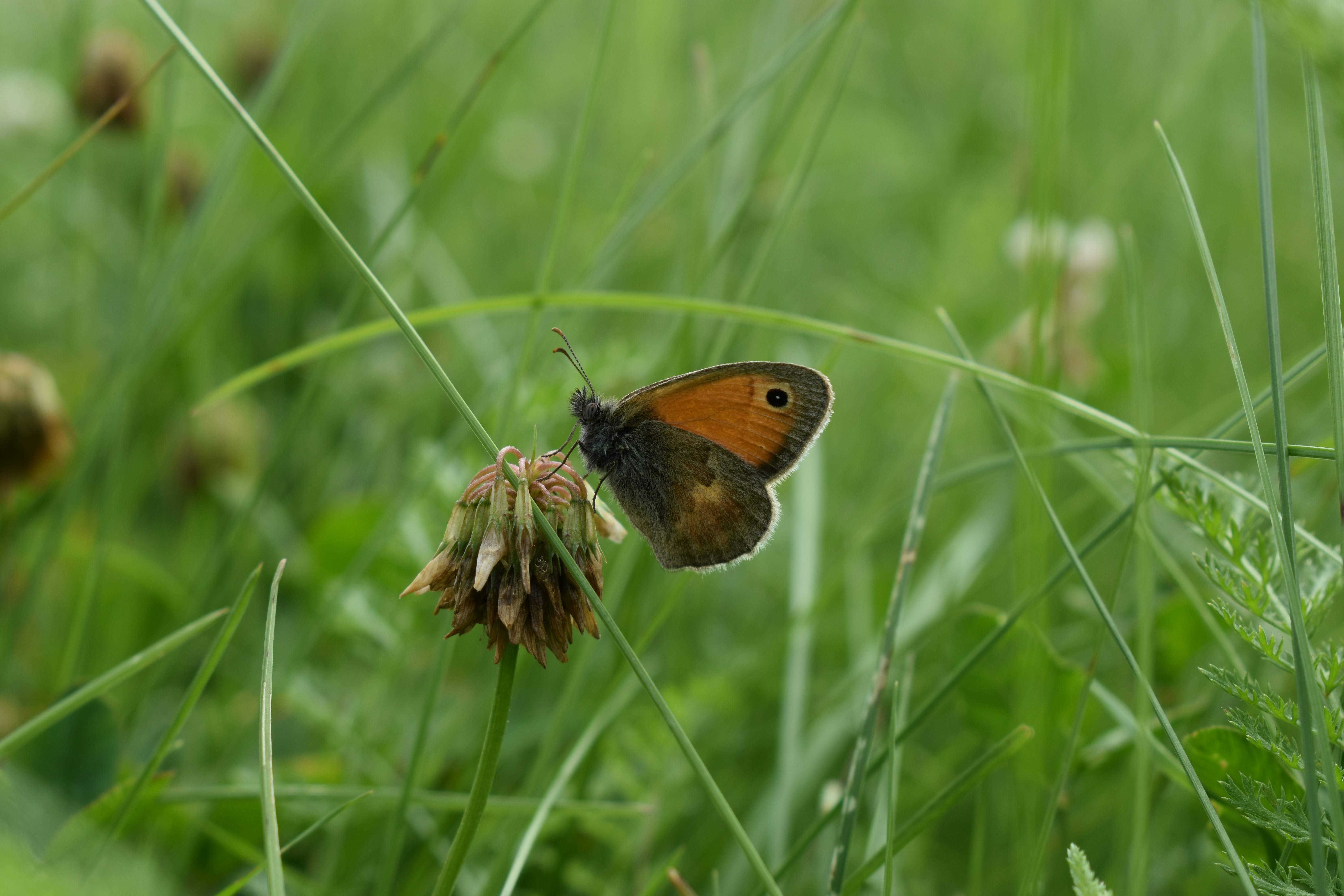 a small brown and black butterfly sitting on a flower