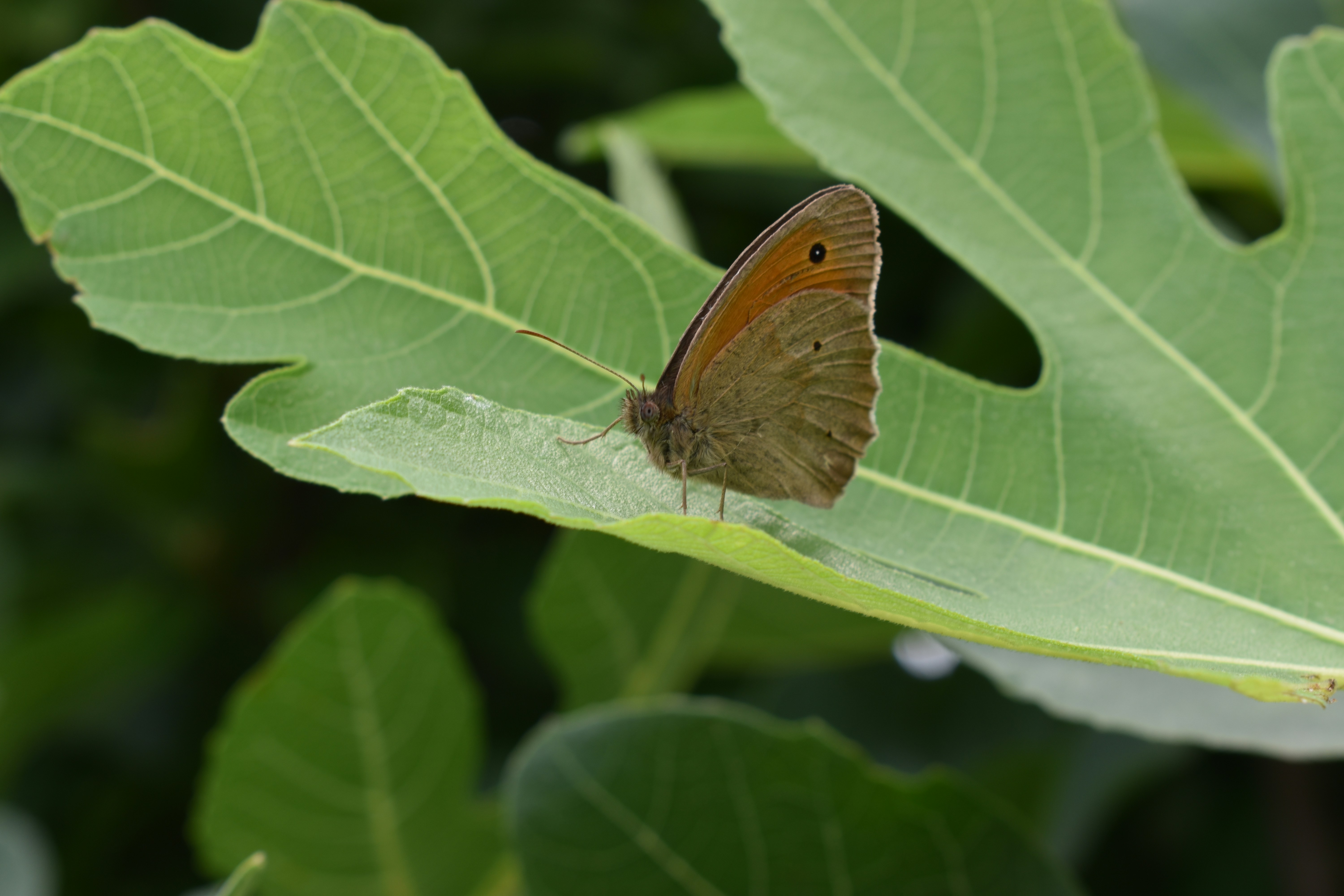 Photo by ninaelisereiter