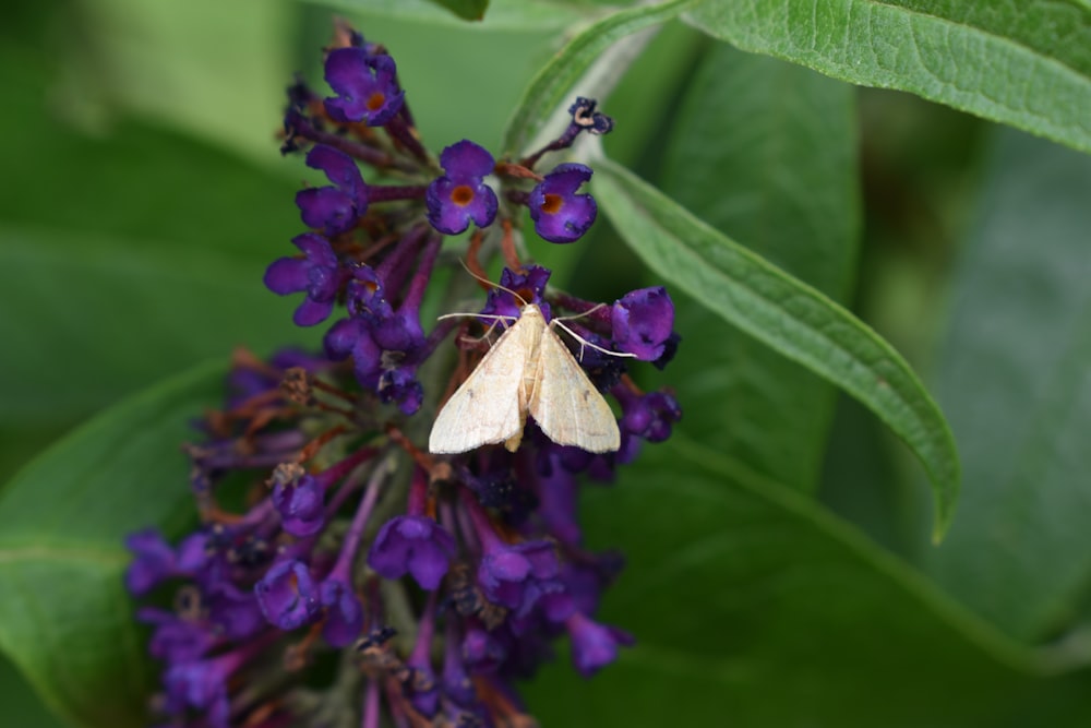 a white moth sitting on a purple flower