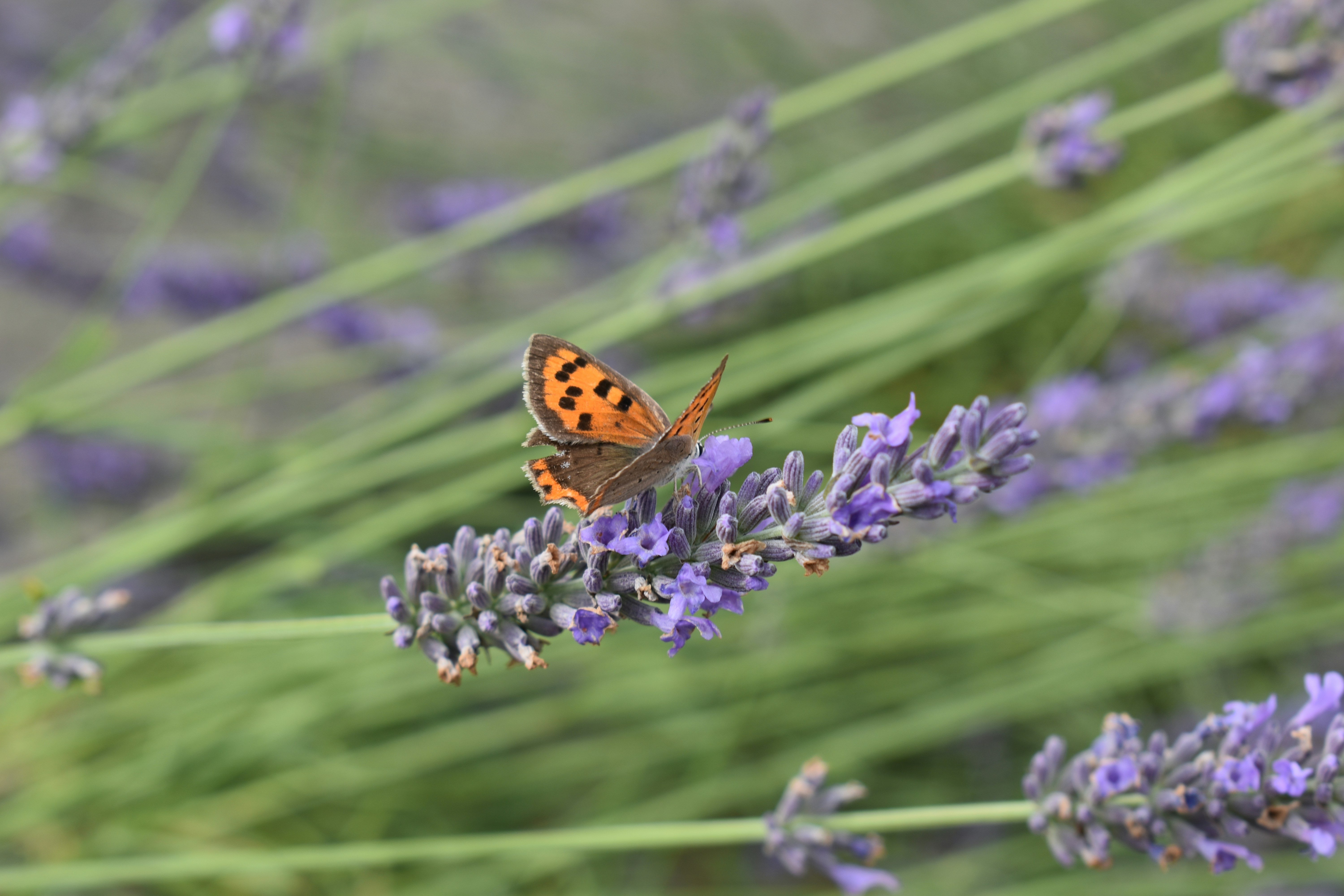 Photo by ninaelisereiter