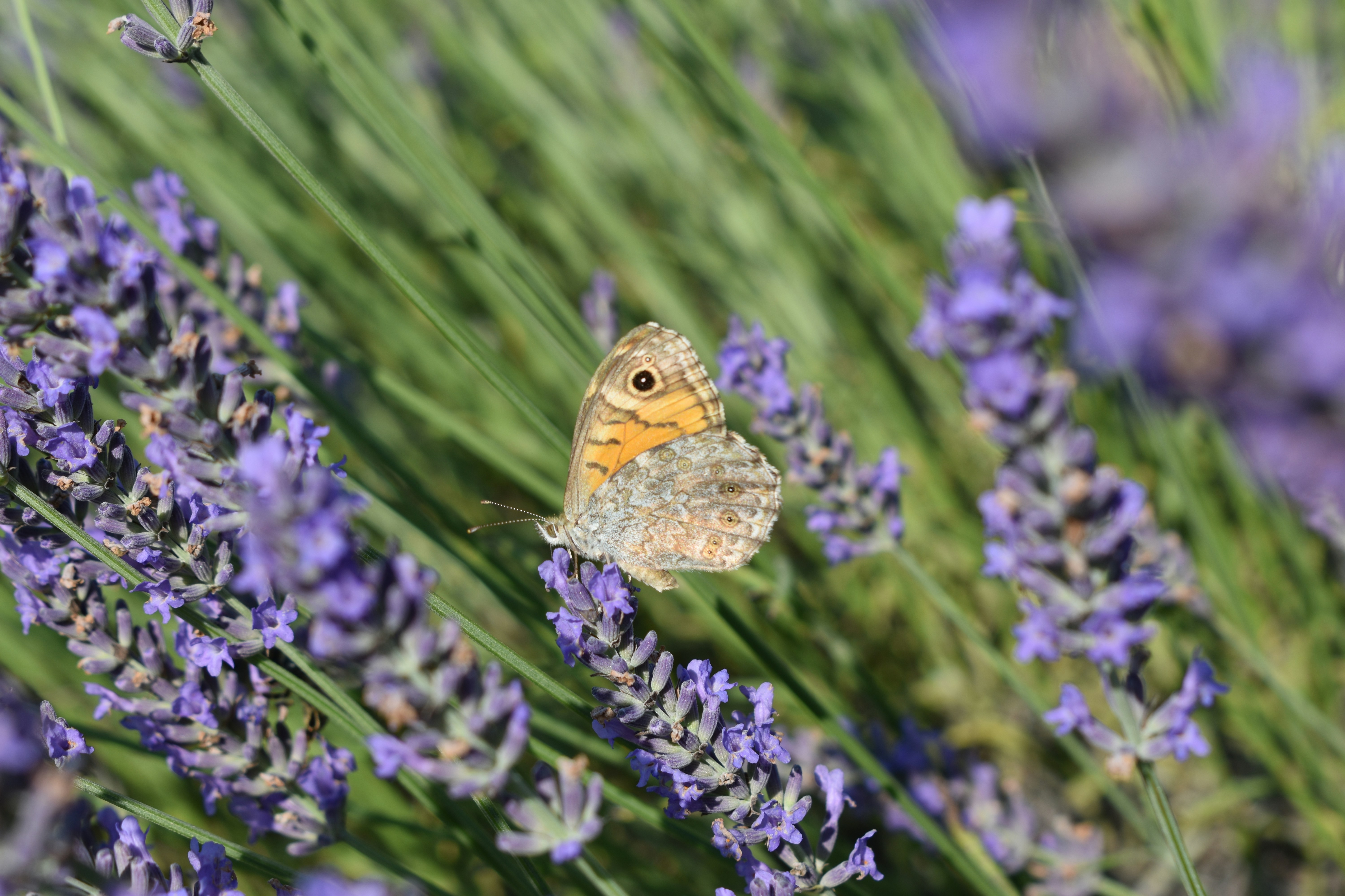 Photo by ninaelisereiter