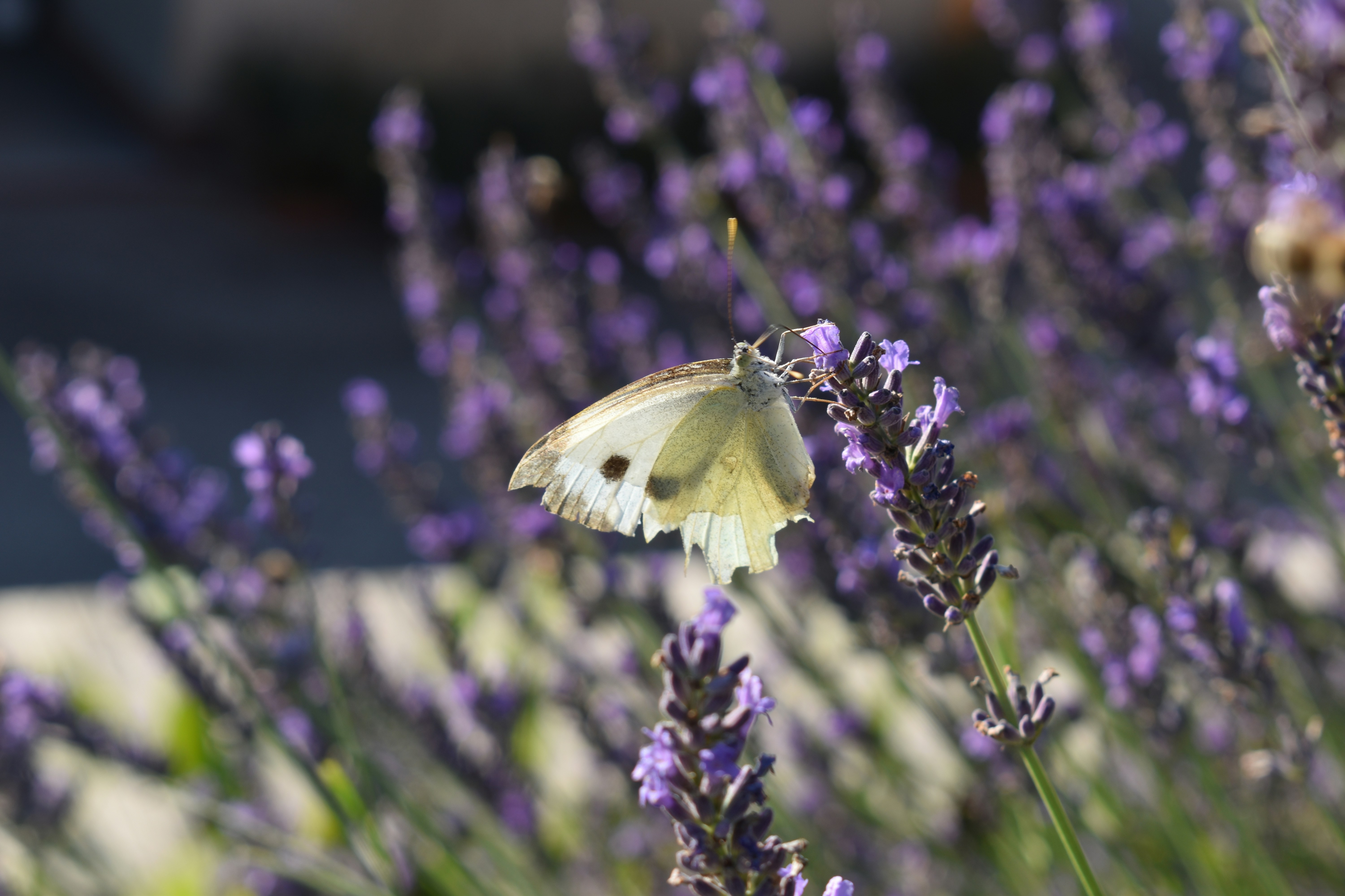 Photo by ninaelisereiter