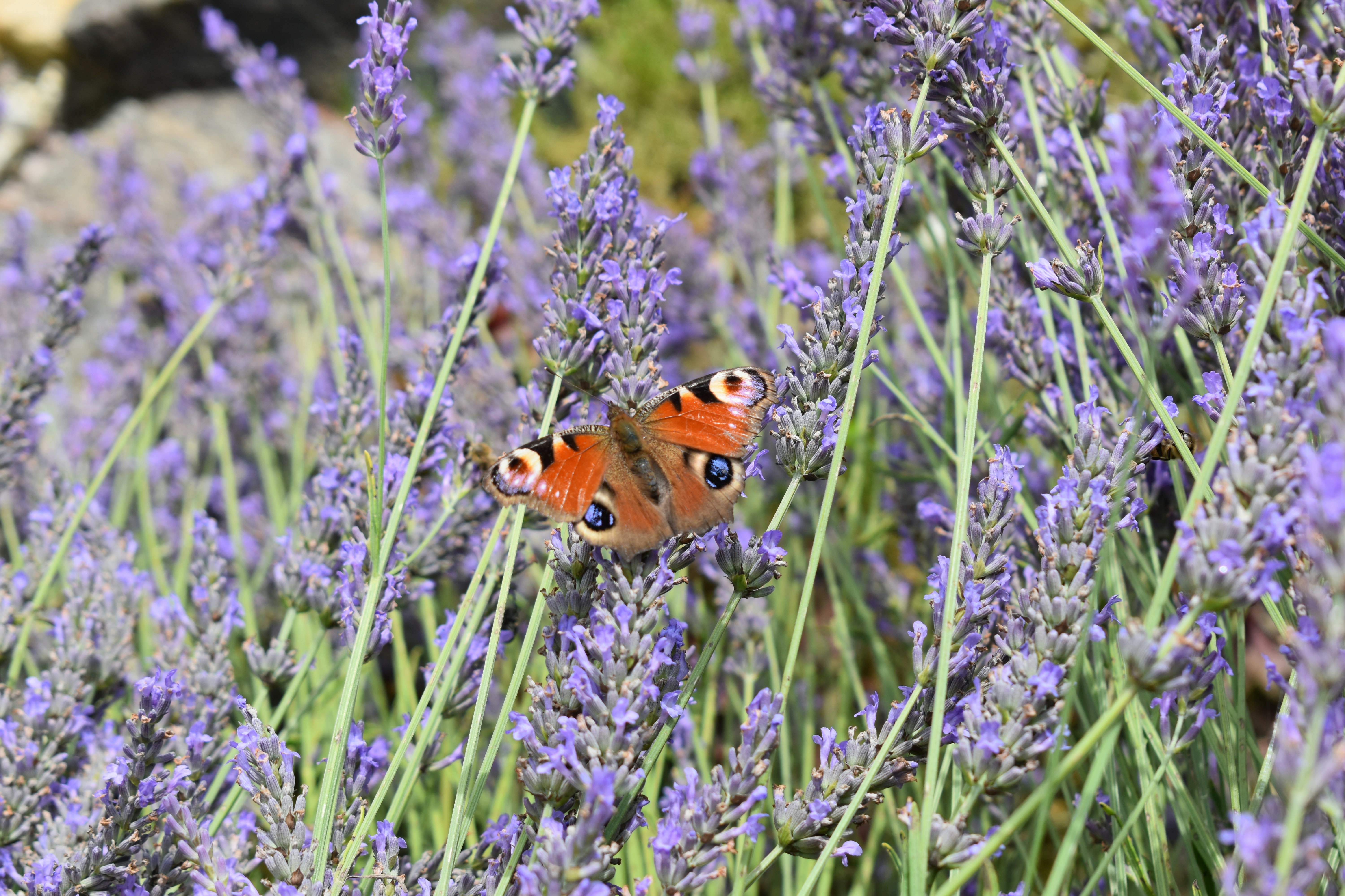 Photo by ninaelisereiter