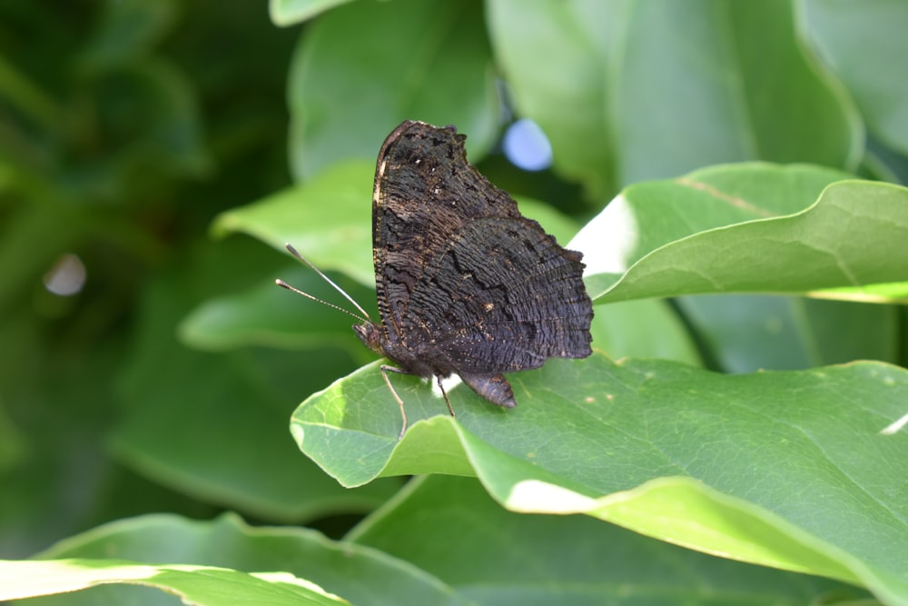 a brown butterfly sitting on top of a green leaf