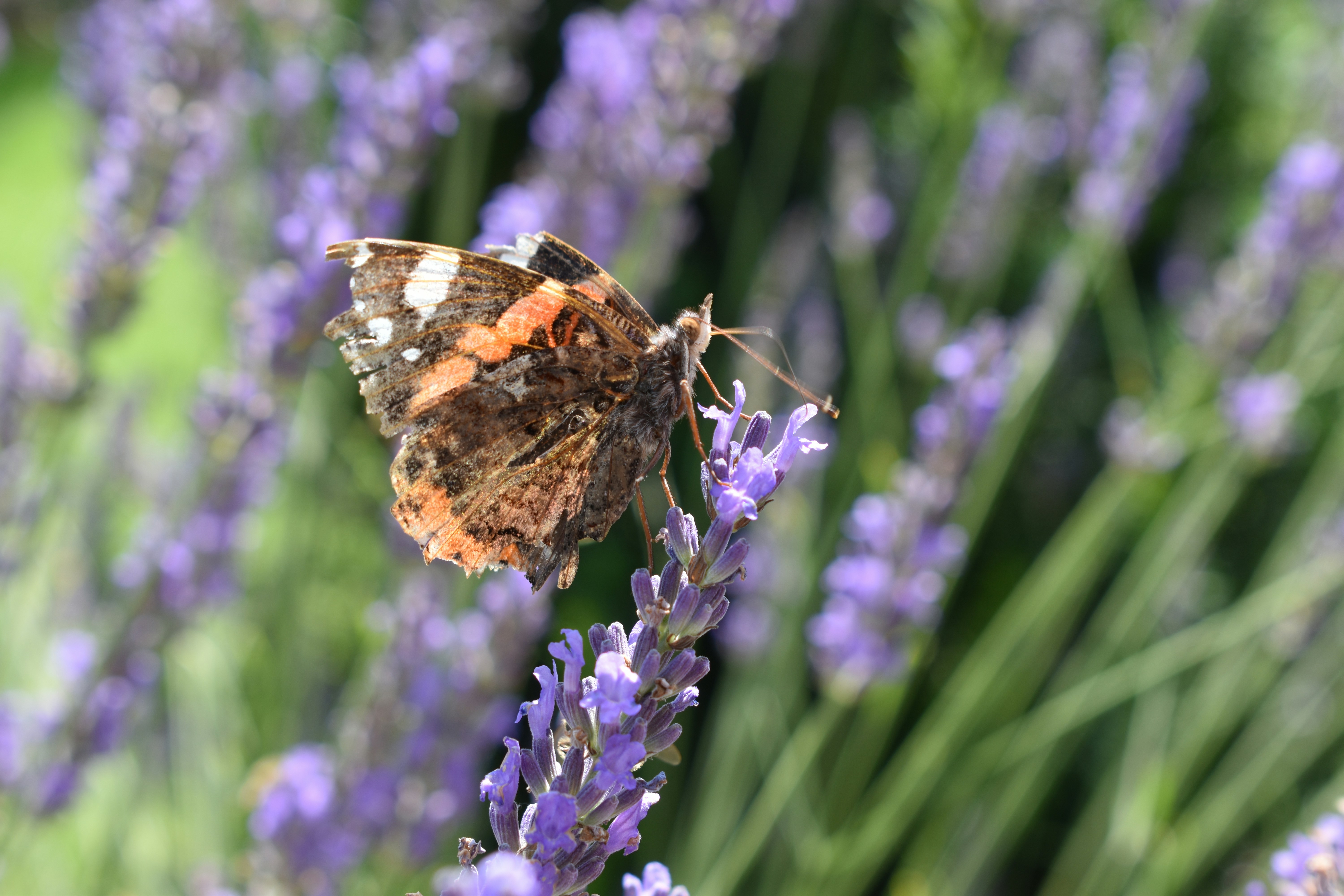 Photo by ninaelisereiter