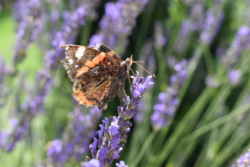 a brown and white butterfly sitting on a purple flower