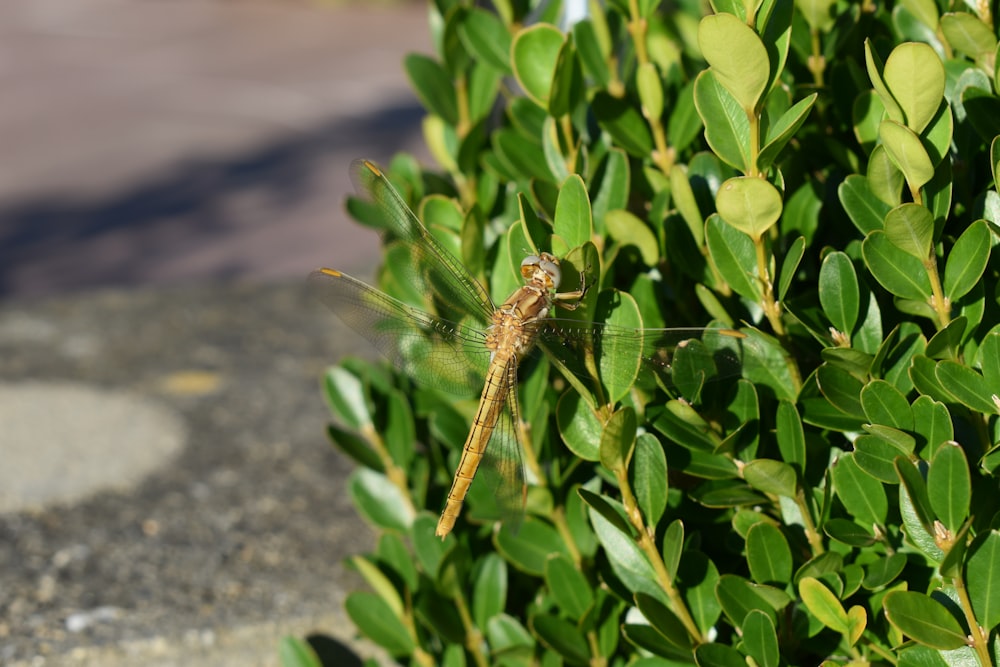 a large brown dragonfly sitting on top of a green bush