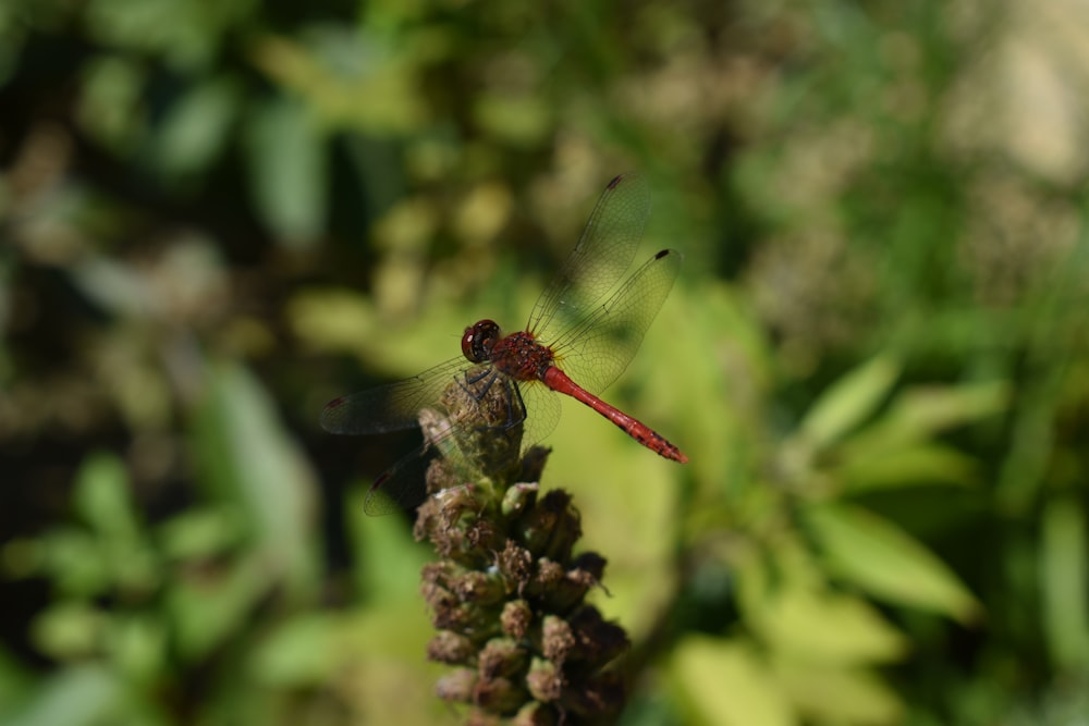 a red dragonfly resting on a flower