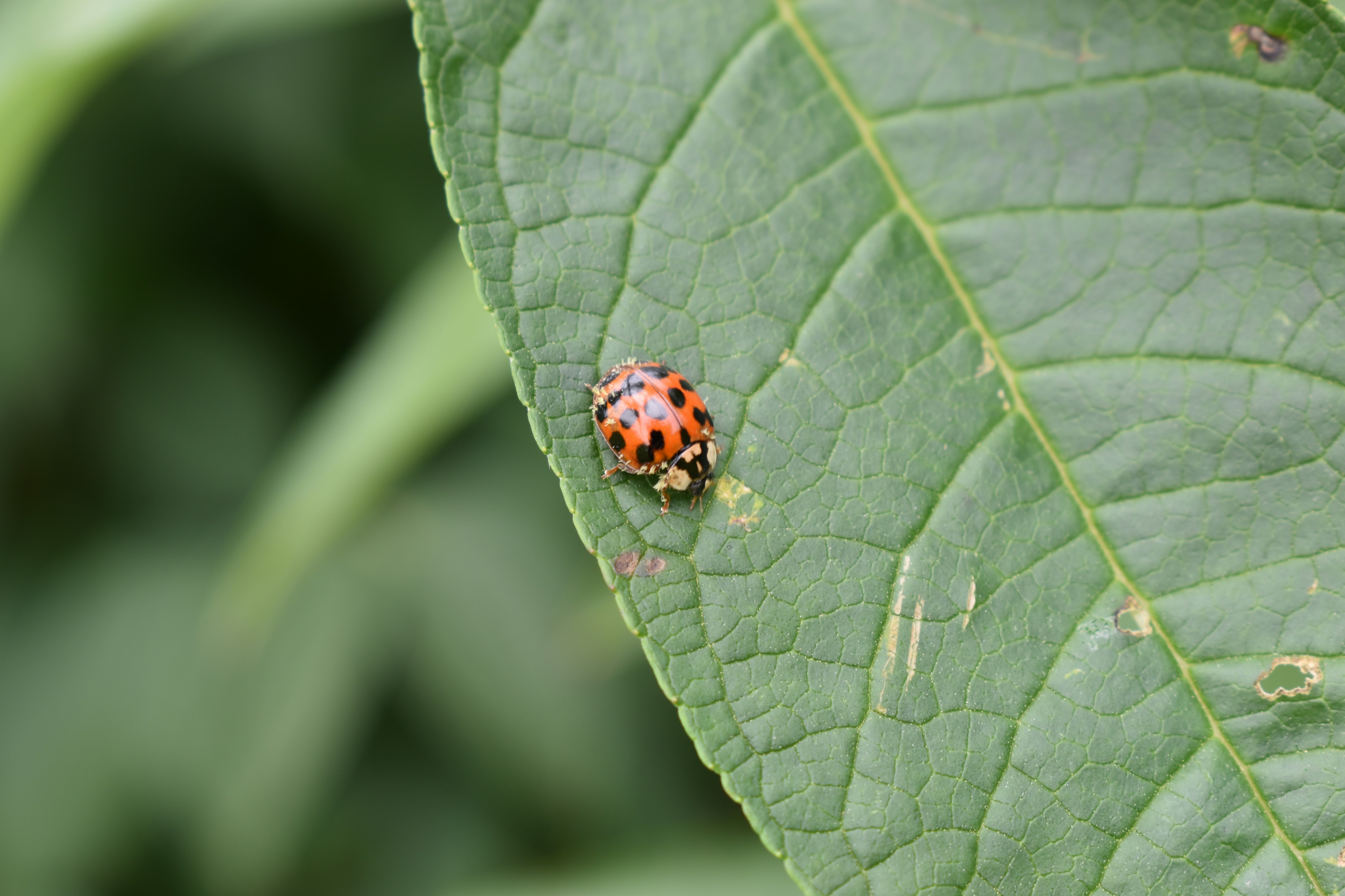 Photo by ninaelisereiter