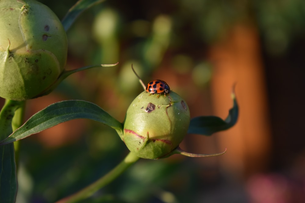 a ladybug sitting on top of a flower bud