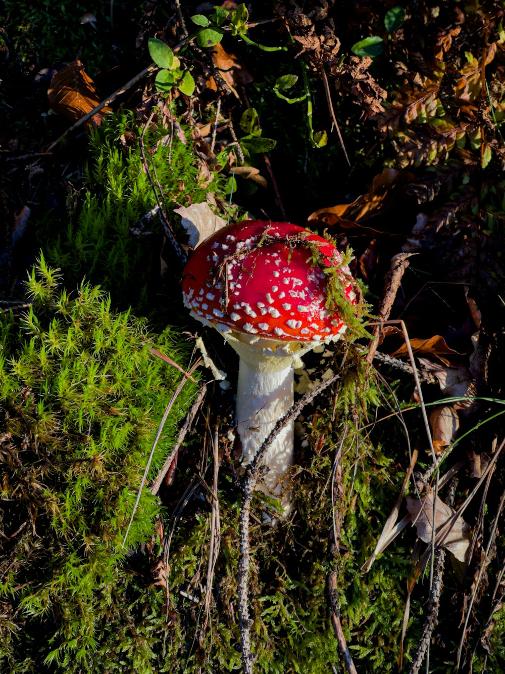 a red and white mushroom sitting on top of a lush green field