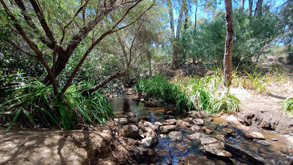 a stream running through a lush green forest