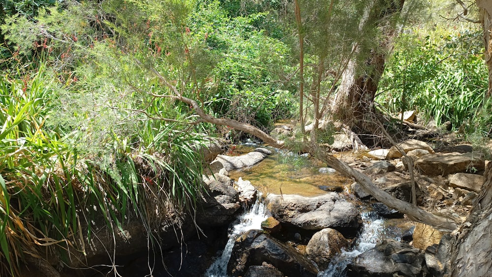 a stream running through a lush green forest