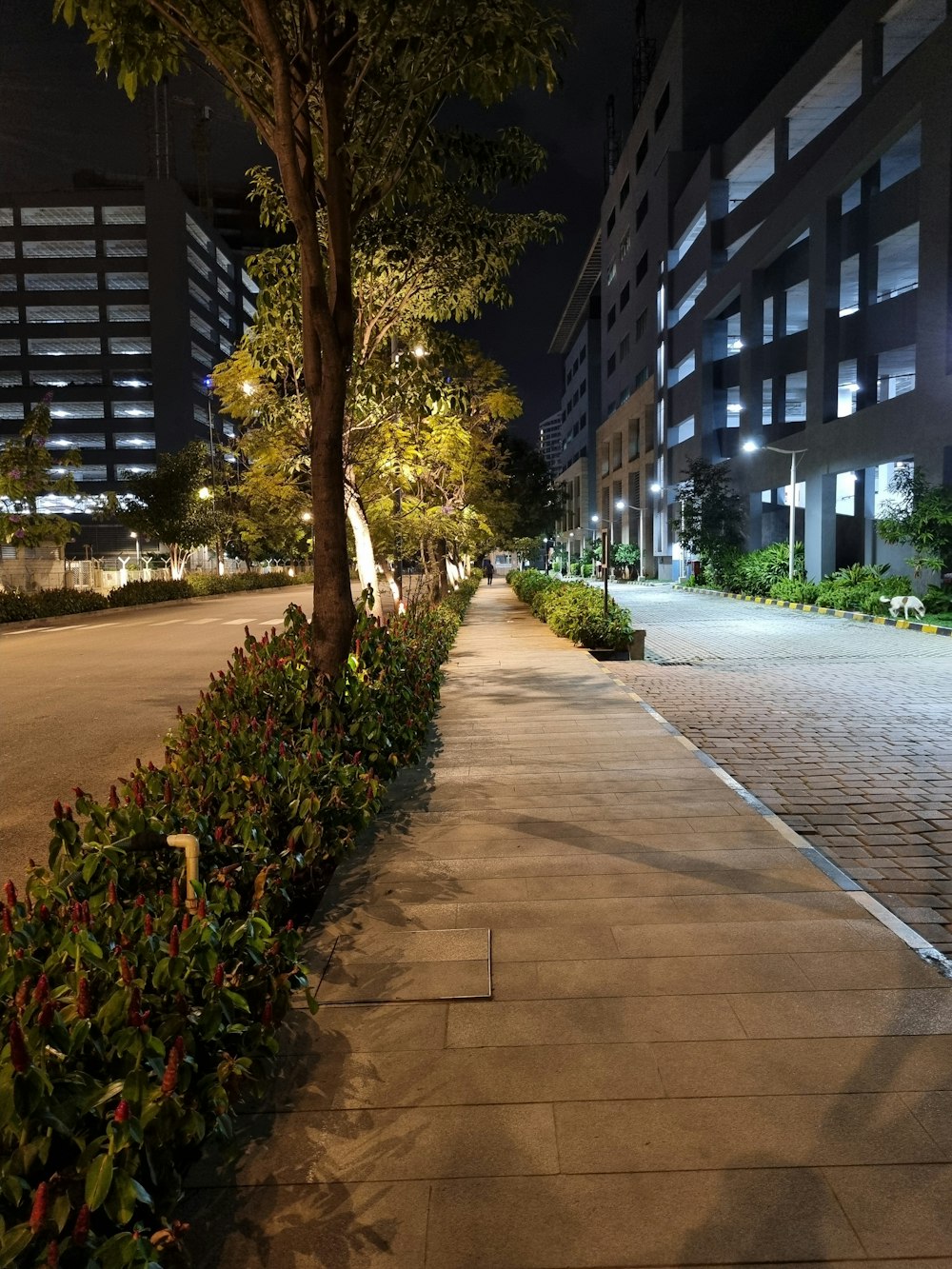 a city street at night with a row of trees