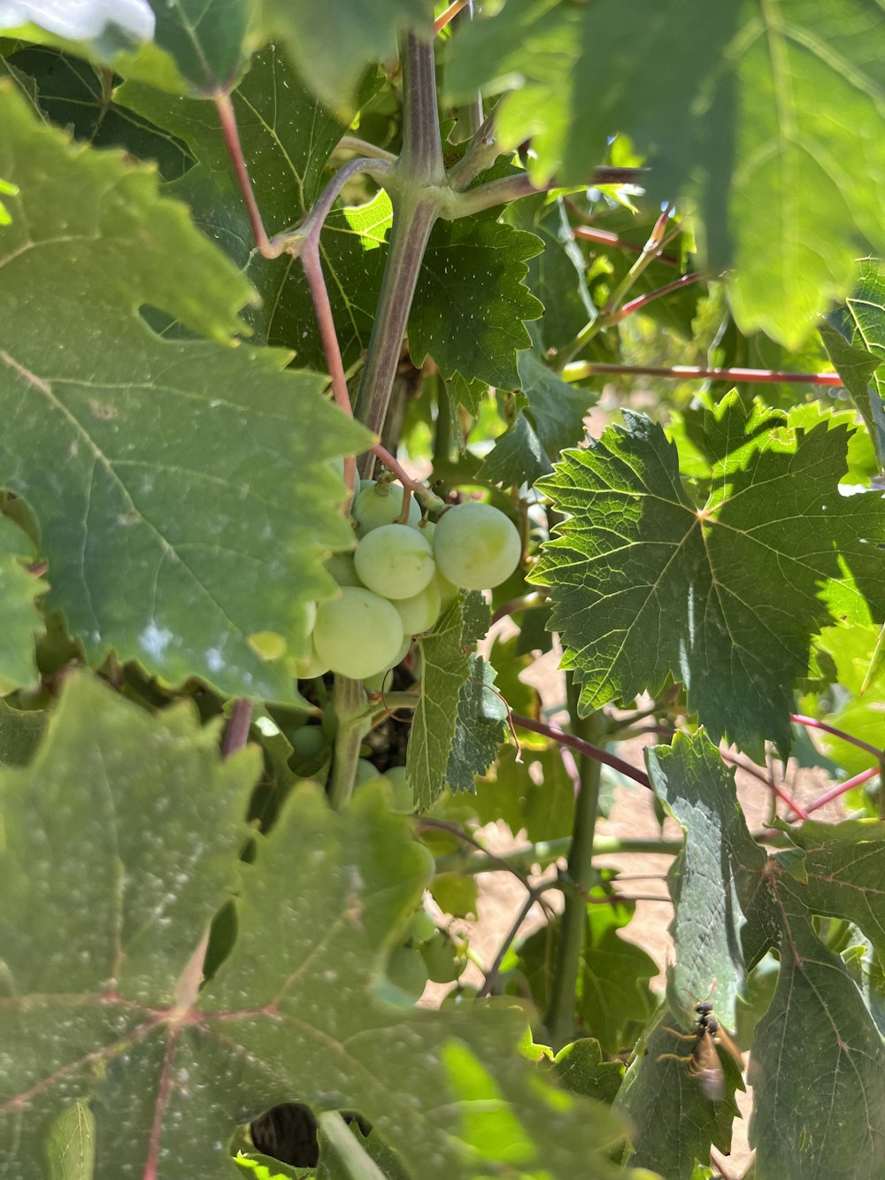 a bunch of grapes growing on a vine