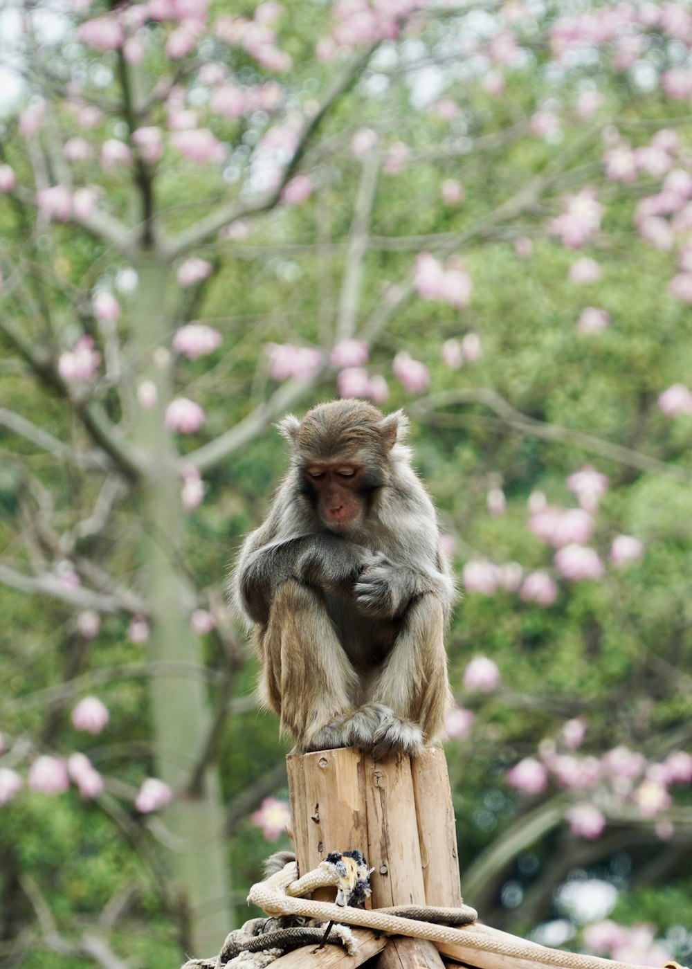 a monkey sitting on top of a wooden post