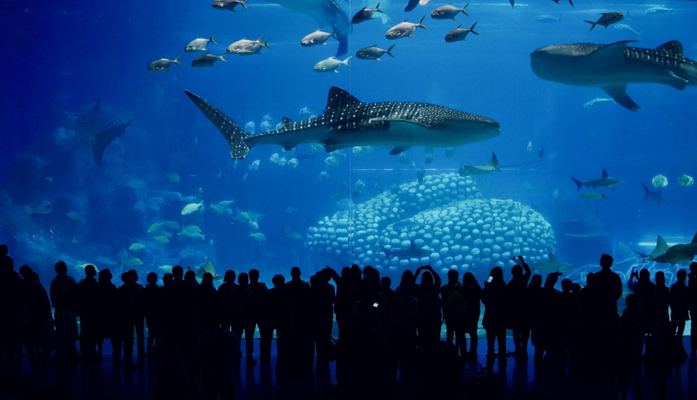 a group of people standing in front of a large aquarium