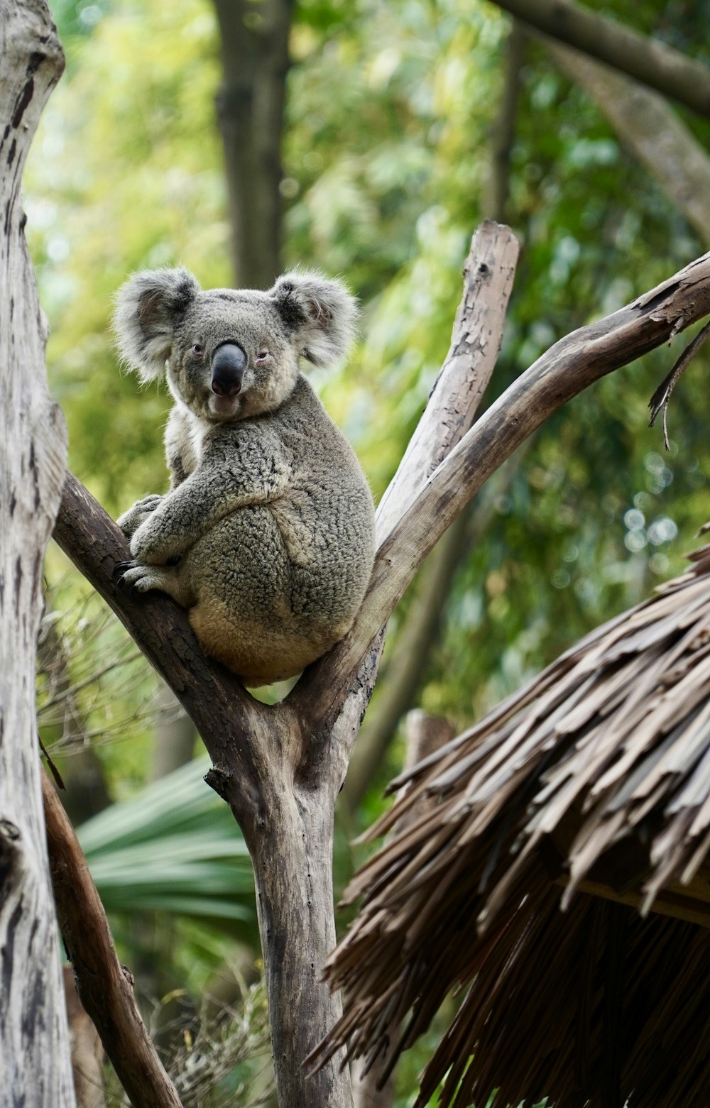 a koala is sitting on a tree branch