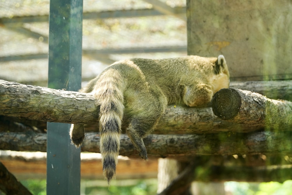 a small animal laying on top of a tree branch