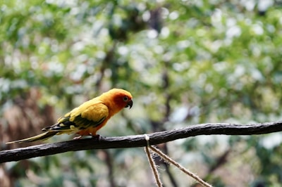 A vibrant sun conure perched on a branch with bright green foliage in the background.
