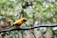 A cheerful cockatiel perched on a colorful branch with a bright tropical background.