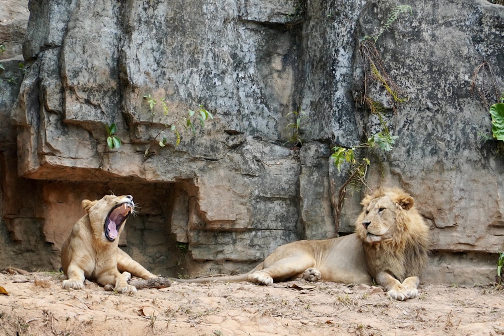 a couple of lions laying on top of a dirt field