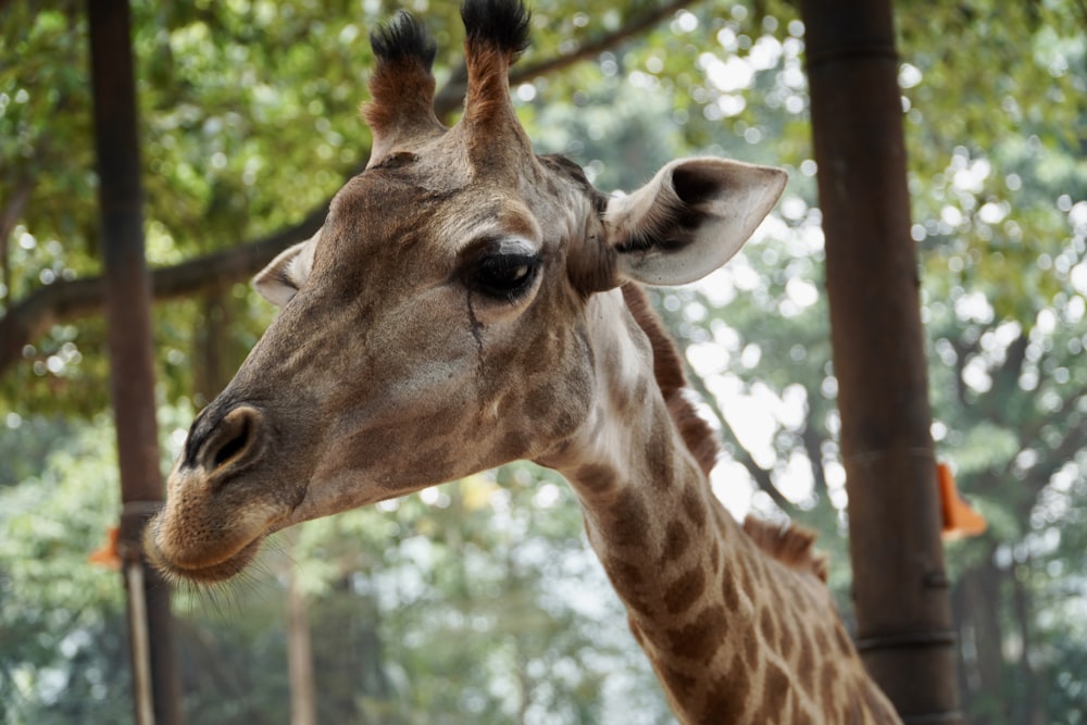 a close up of a giraffe near a tree