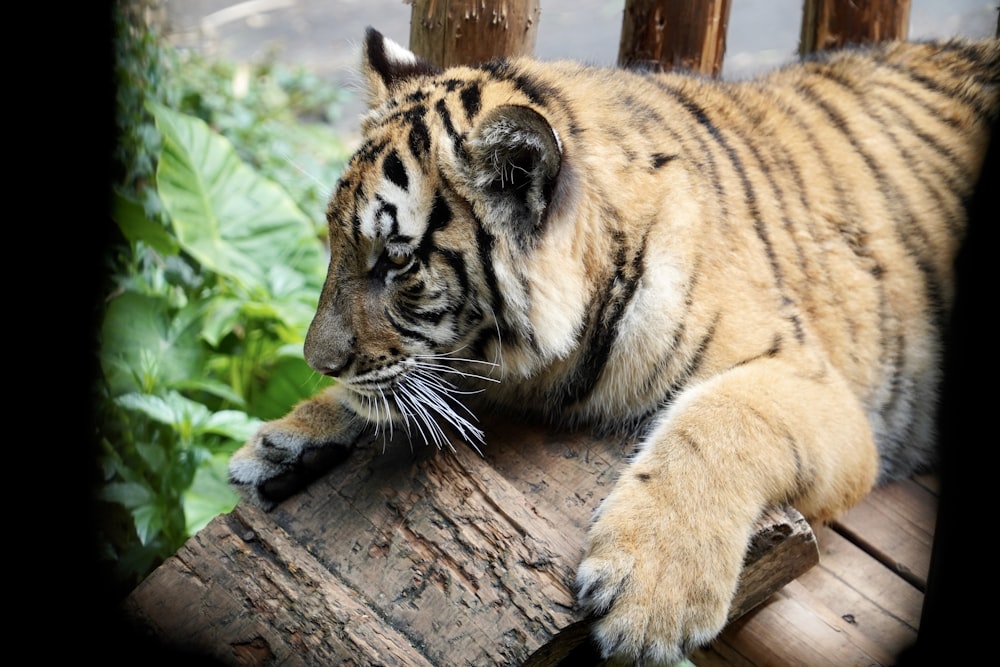 un tigre acostado encima de un tronco de madera