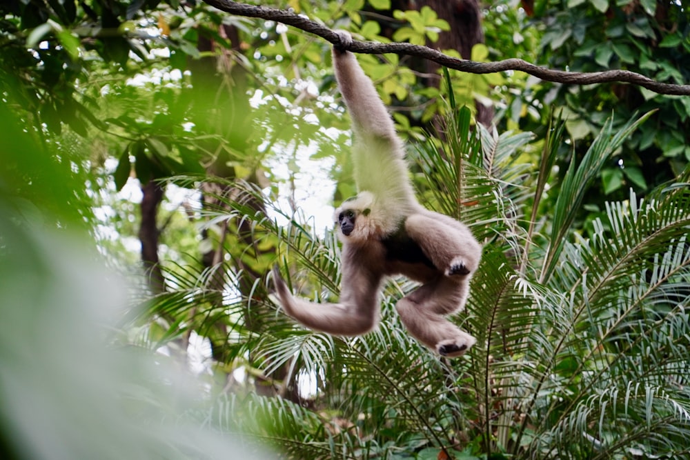 a monkey hanging from a tree branch in a forest