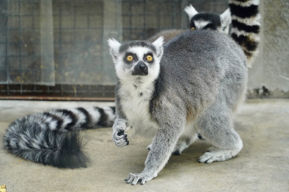 a couple of animals that are standing in the dirt