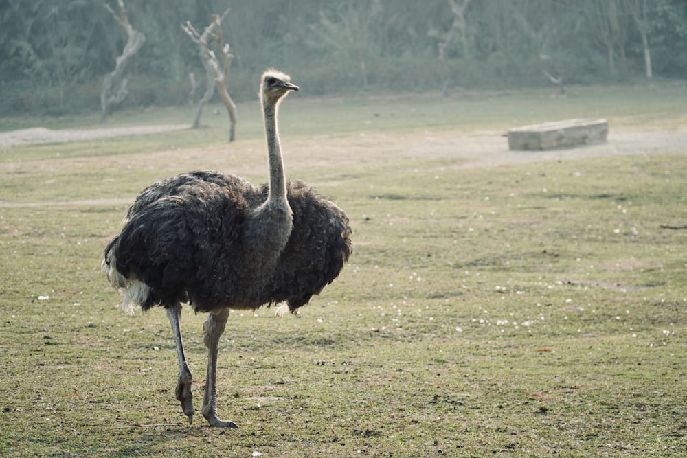 an ostrich standing in a field with trees in the background