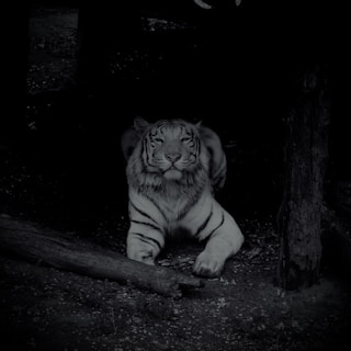 A tiger lies in a dimly lit environment, surrounded by trees and foliage. The tiger’s fur is detailed in shades of gray and black, and it appears to be observing something intently. The ground is covered with a mix of dirt and small plant life.