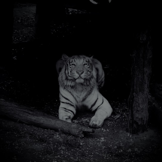 A tiger lies in a dimly lit environment, surrounded by trees and foliage. The tiger’s fur is detailed in shades of gray and black, and it appears to be observing something intently. The ground is covered with a mix of dirt and small plant life.