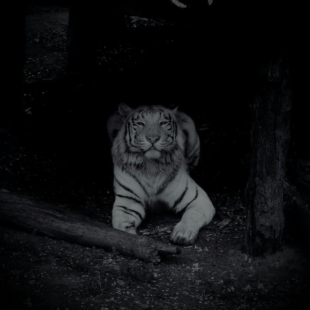 a white tiger laying on the ground in the dark