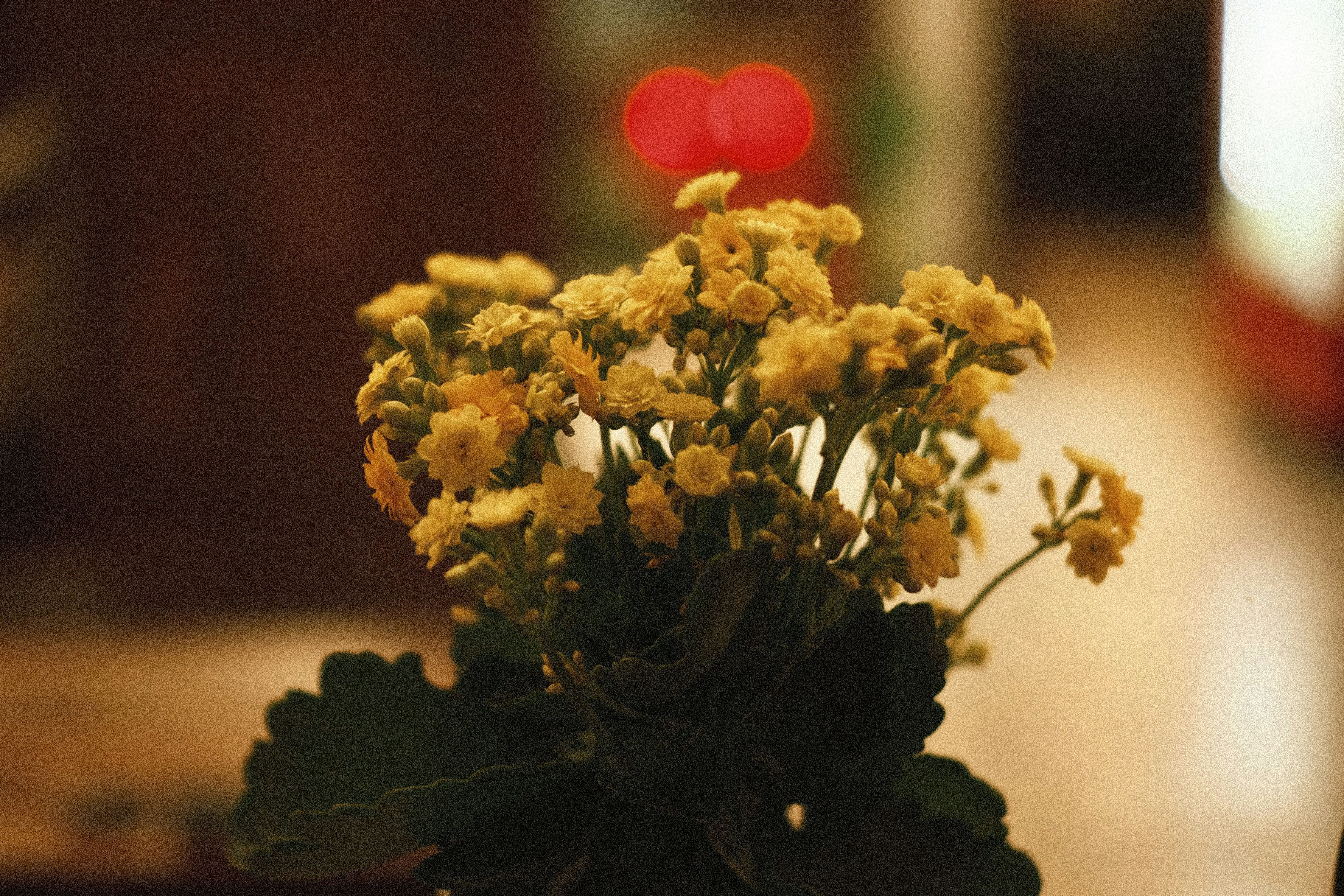 Photo by dvhoang2106