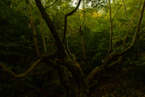 A storyteller sharing Malay legends under the shade of a large tropical tree.