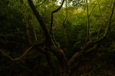 A storyteller sharing Malay legends under the shade of a large tropical tree.