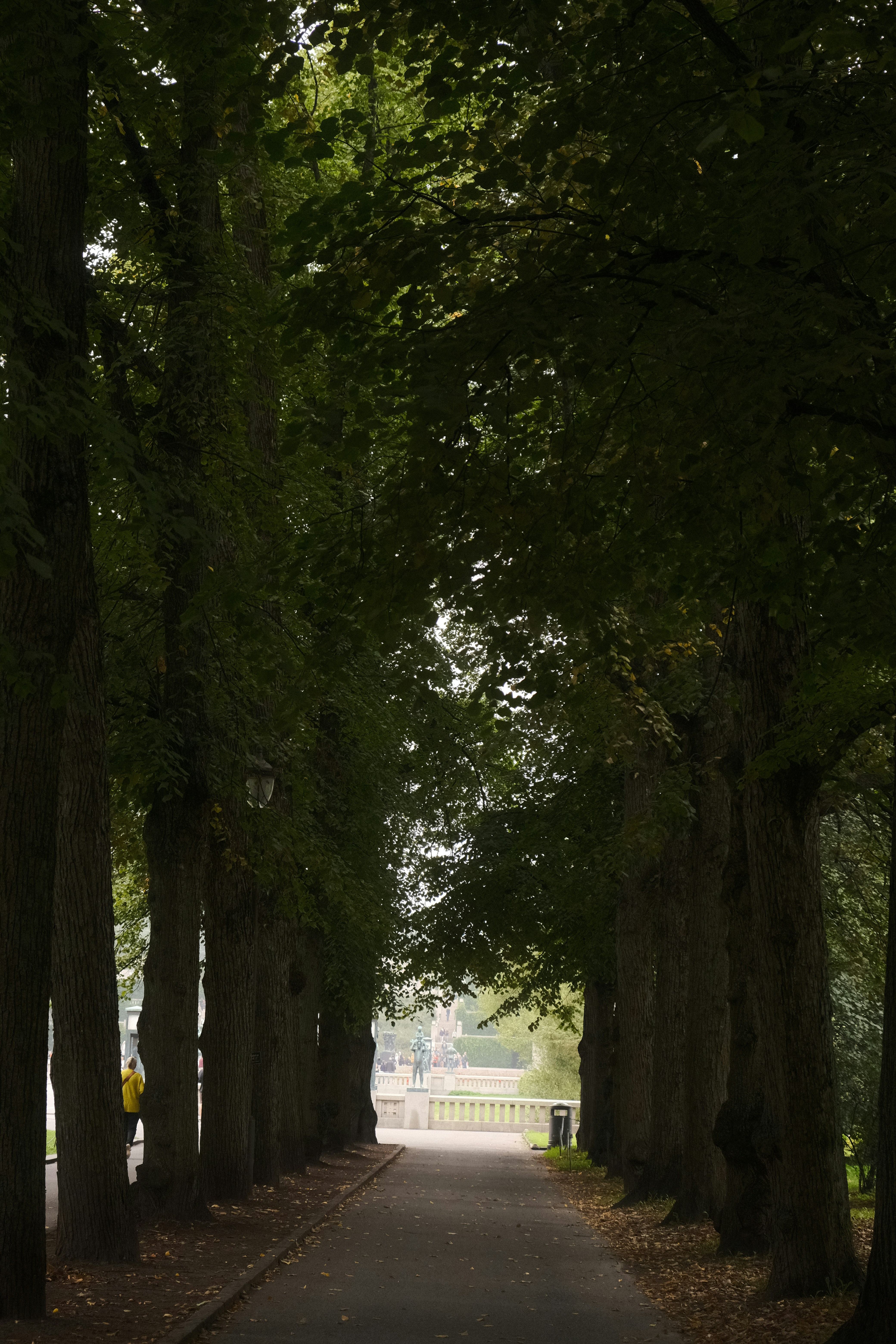 a tree lined street with a bench in the middle