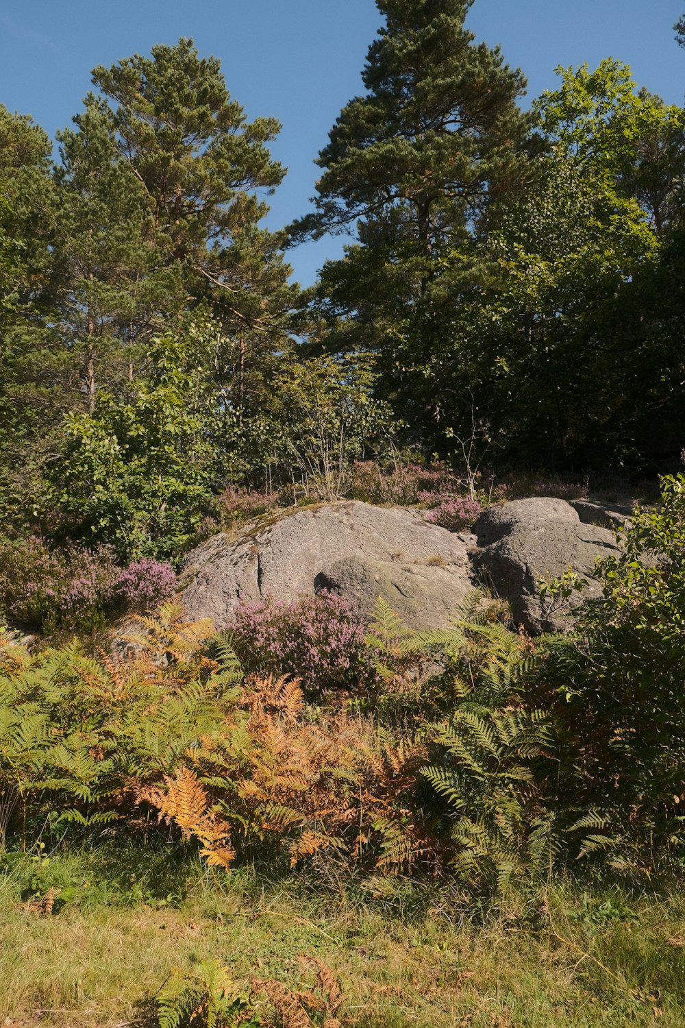a large rock sitting in the middle of a forest