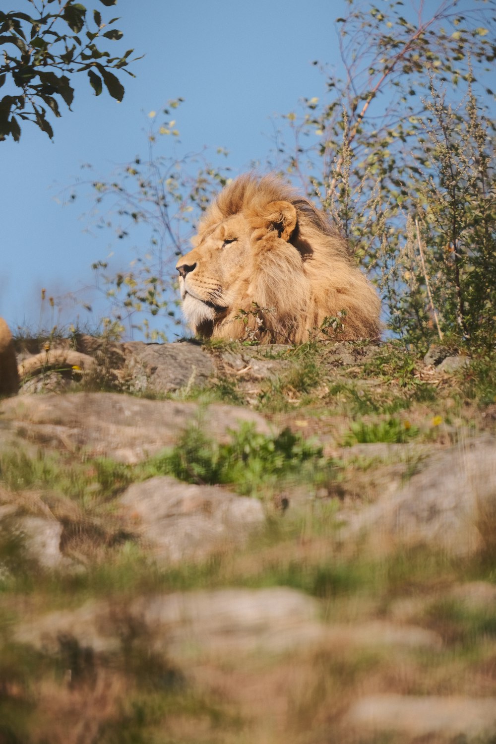a lion laying on top of a rocky hillside