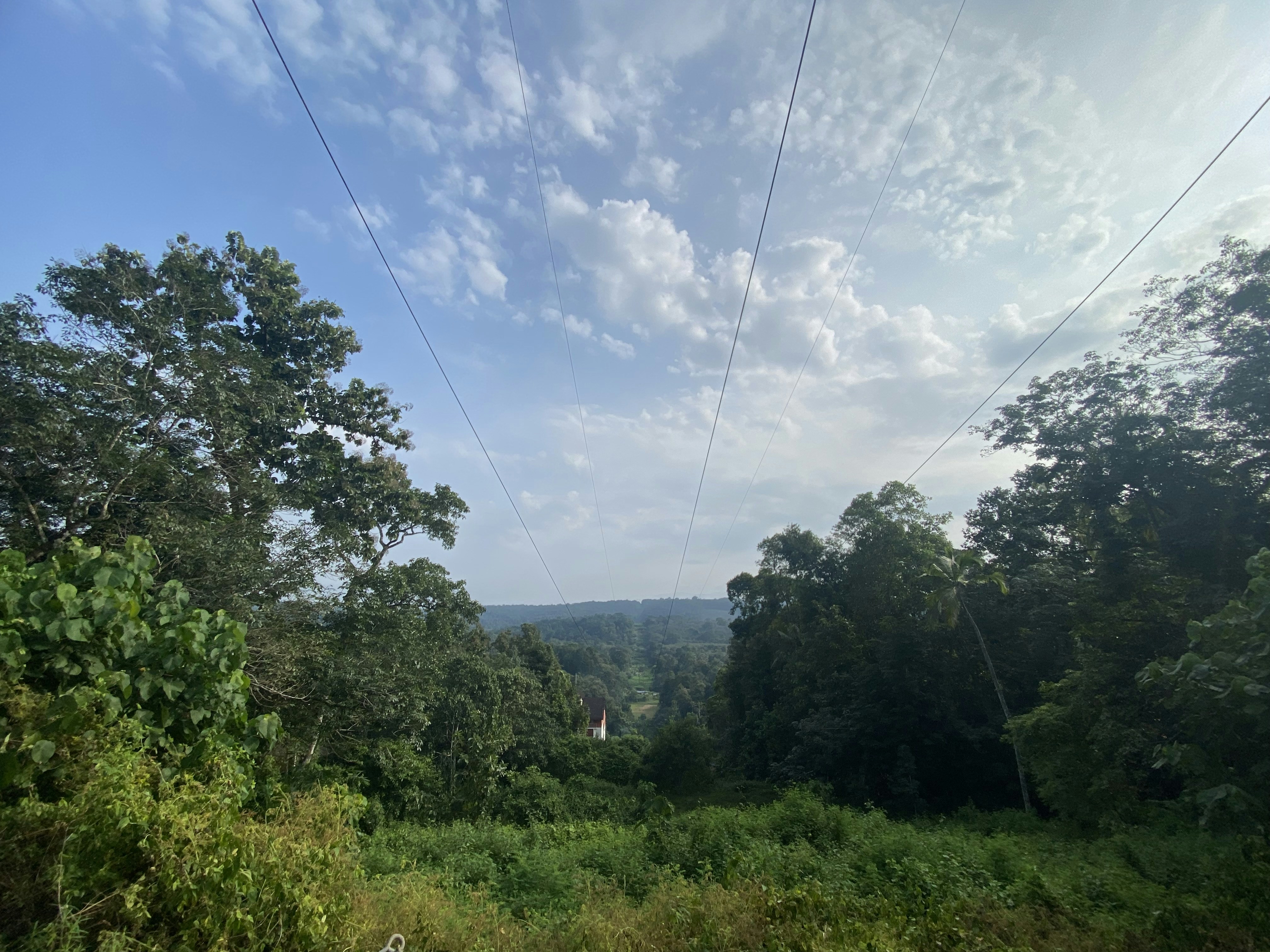 A view of a lush green forest under a blue sky photo – Free Vegetation ...