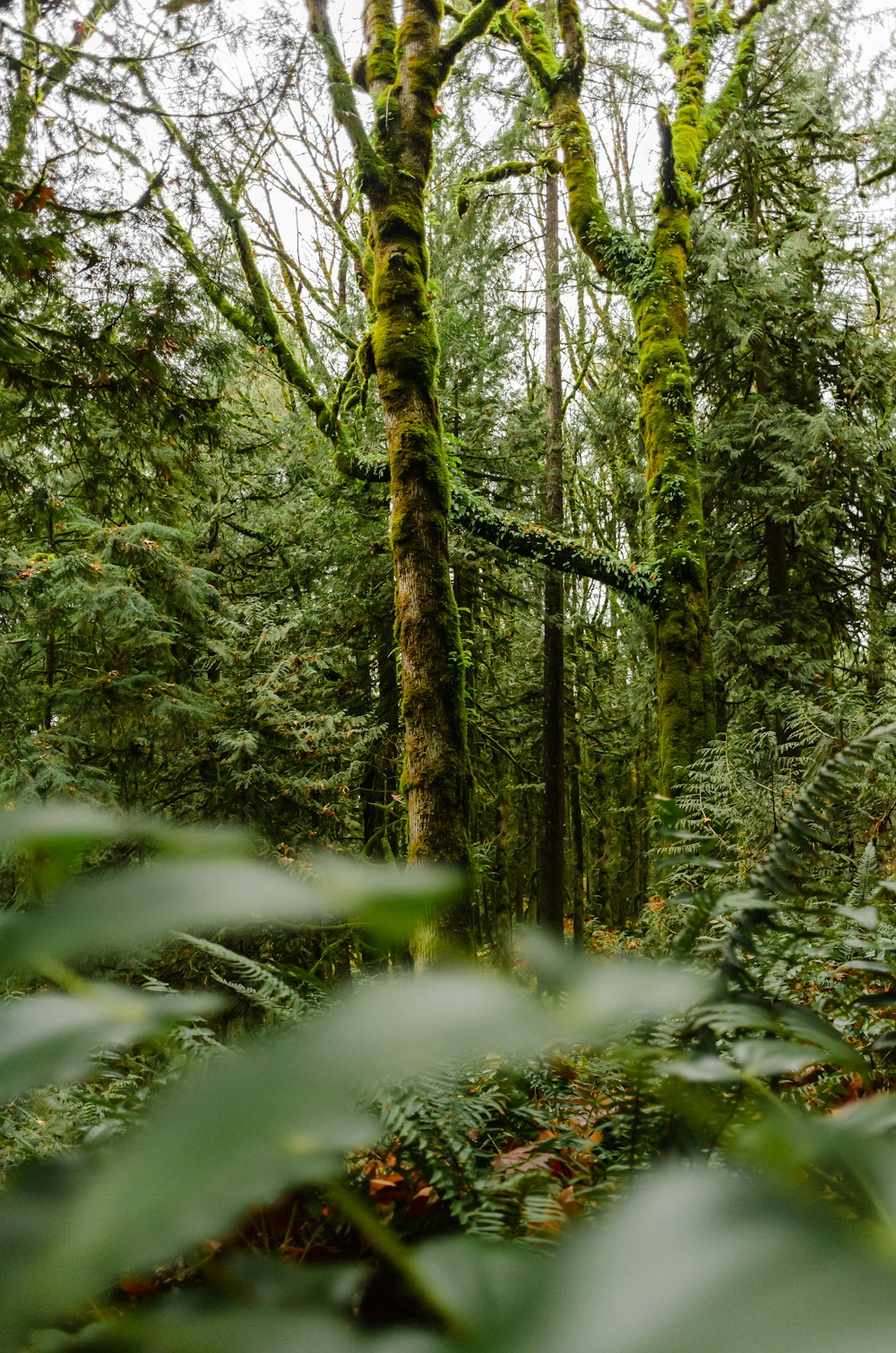 a lush green forest filled with lots of trees