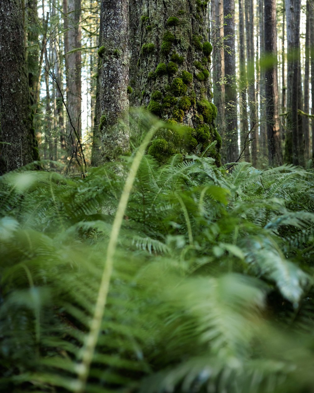 Un exuberante bosque verde lleno de muchos árboles