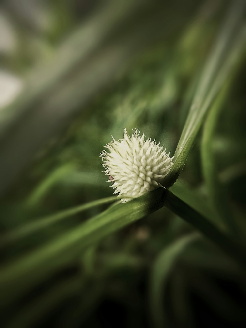 a close up of a white flower on a green plant