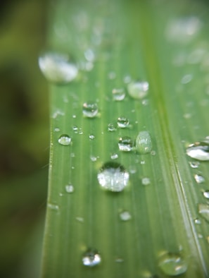 Close-up of purified water droplets on a leaf symbolizing sustainability.